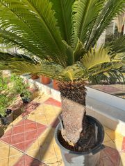 Κυκας (Cycas Revoluta)-thumb-1