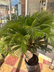 Κυκας (Cycas Revoluta)-thumb-2