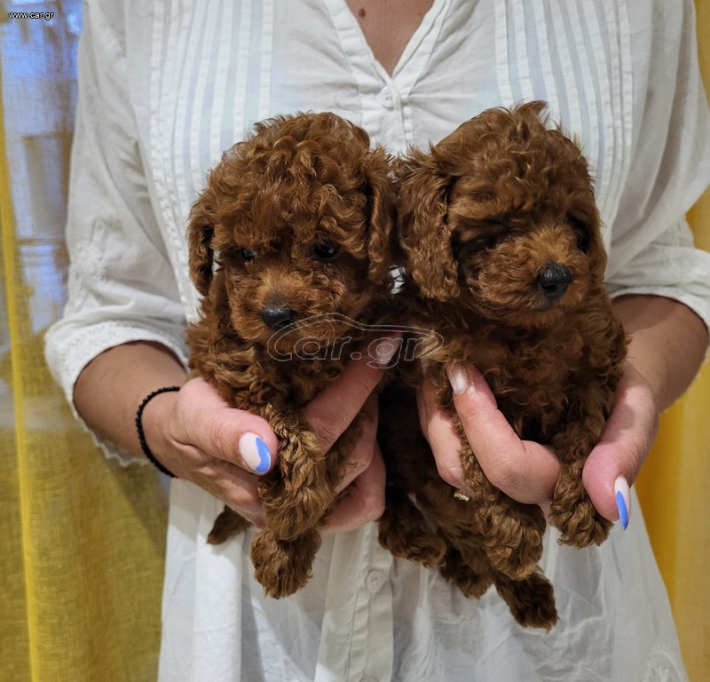 POODLE TEA CUP RED ME PEDIGREE