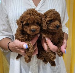 POODLE TEA CUP RED ME PEDIGREE-thumb-1