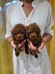 POODLE TEA CUP RED ME PEDIGREE-thumb-2