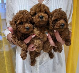 POODLE TEA CUP RED ME PEDIGREE-thumb-3