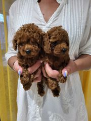 POODLE TEA CUP RED ME PEDIGREE-thumb-4