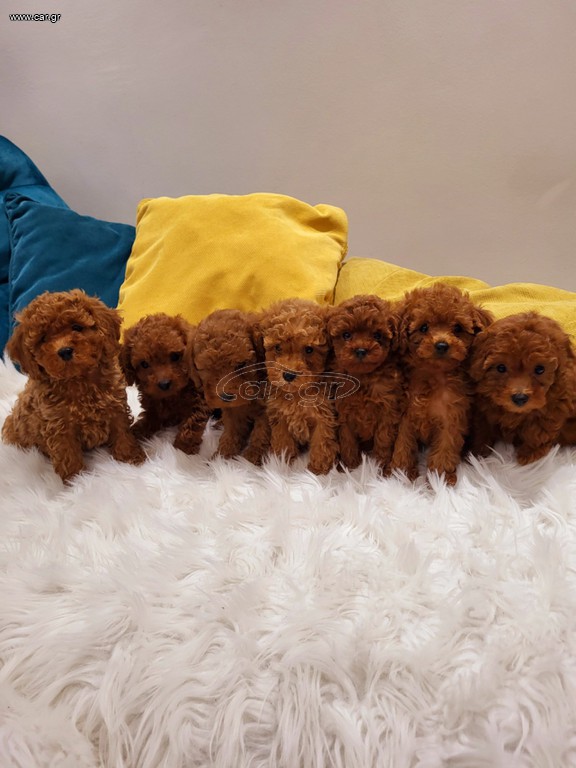 POODLE MINI ME PEDIGREE