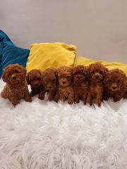 POODLE MINI ME PEDIGREE