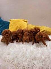 POODLE MINI ME PEDIGREE-thumb-1