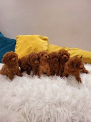 POODLE MINI ME PEDIGREE-thumb-2