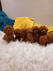 POODLE MINI ME PEDIGREE-thumb-3