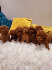 POODLE MINI ME PEDIGREE-thumb-4