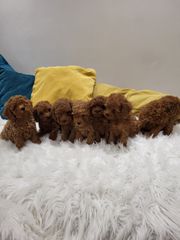 POODLE MINI ME PEDIGREE-thumb-5