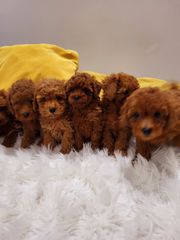 POODLE MINI ME PEDIGREE-thumb-6