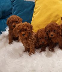 POODLE MINI ME PEDIGREE-thumb-7