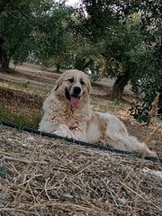 Ελληνικό ποιμενικό