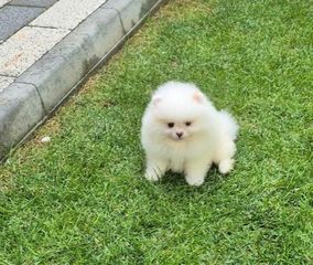 Pomeranian mini