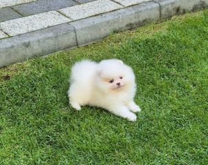 Pomeranian mini-thumb-1