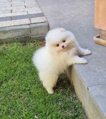 Pomeranian mini-thumb-2