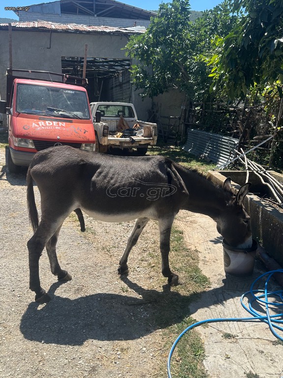 Γάιδαρος