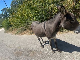 Γάιδαρος-thumb-3