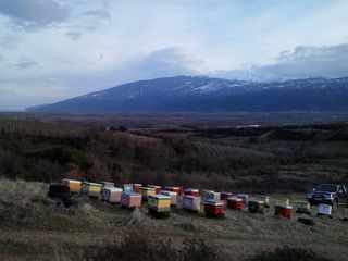 60 μελίσσια 5000