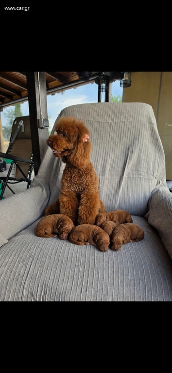Poodle με πιστοποιητικό καθαροαιμιας