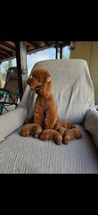 Poodle με πιστοποιητικό καθαροαιμιας
