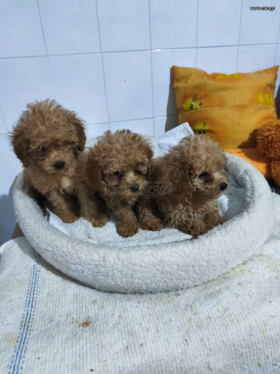 Poodle ετοιμοπαράδοτα καθαρόαιμα