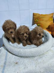 Poodle ετοιμοπαράδοτα καθαρόαιμα