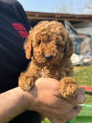 Poodle