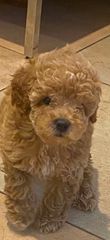Poodle