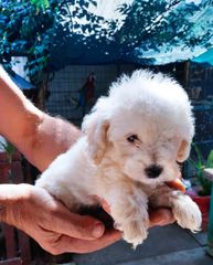 Poodle μινι κ' toy-thumb-6
