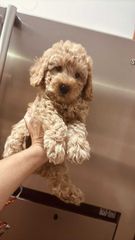 Poodle μινι κ' toy-thumb-7