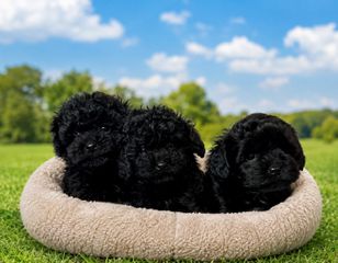 Poodle μινι κ' toy-thumb-5