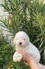 Poodle μινι κ' toy-thumb-8