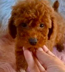 Poodle μινι κ'toy μοκα-απρικοτ-μαυρα κλπ