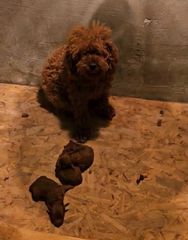 Poodle μινι κ' toy-thumb-4
