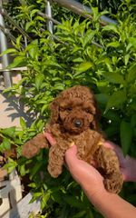 Poodle μινι κ'toy μοκα-απρικοτ-μαυρα κλπ