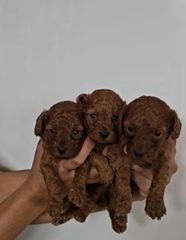 Poodle μινι κ' toy-thumb-2
