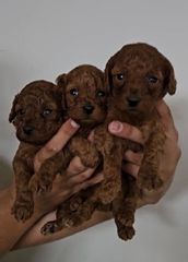 Poodle μινι κ' toy-thumb-3