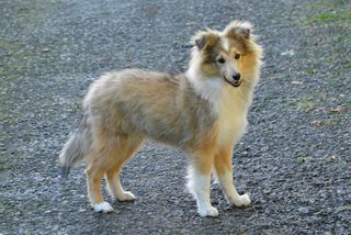 Σέτλαντ Σίπντογκ Sheltie