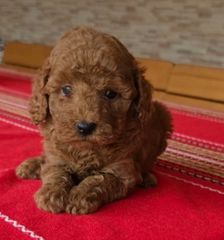 POODLE κανίς toy μέχρι 4. 5 κιλά