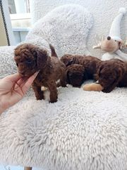 POODLE TEA CUP RED ME PEDIGREE-thumb-0