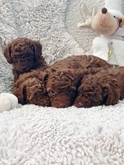 POODLE TEA CUP RED ME PEDIGREE-thumb-1
