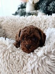 POODLE TEA CUP RED ME PEDIGREE-thumb-2