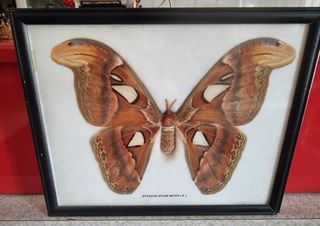 Συλλεκτική κορνίζα με πεταλούδα Atlas Moth (Attacus Atlas)