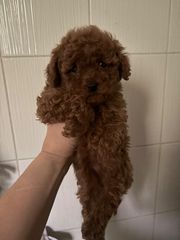 Poodle toy κοκκινα-thumb-4