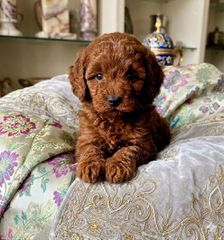 Poodle toy κοκκινα