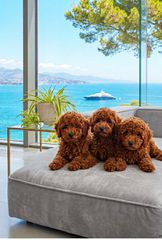 Poodle toy κοκκινα-thumb-3