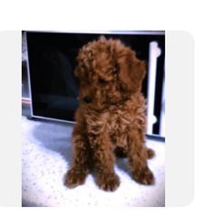 Poodle toy κοκκινα-thumb-5