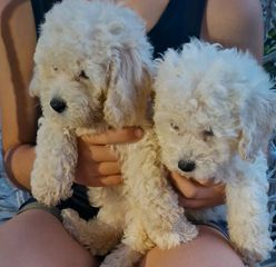 poodle