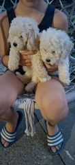 poodle-thumb-1